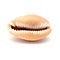 Fauna of Atlantic ocean around Gran Canaria - small cowrie shell,