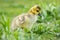 Fauna Birds Canadian Migrant Young Juvenile Canada Goose Geese