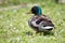 Fauna Birds Migratory Male Mallard Duck Standing Grass Background
