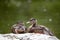 Fauna Birds Migratory Mallard Duck Pair Resting Pond Background
