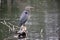 Fauna Birds Shorebirds Great Blue Heron Standing Tall Turtle Accompaniment