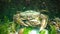 Fauna of the Black Sea. Male and female of Green crab Carcinus maenas during mating