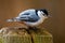 Fauna Feathered Birds Small White Breasted Nuthatch Closeup