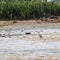 Fauna of Madidi National park, Amazon river bassin, Bolivia