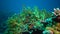 The fauna of the Red Sea. Static video of a coral reef in the Red Sea