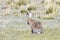 Fauna of Tibet. Tibetan curly hare  Lepus oiostolus on the shore of lake Manasarovar