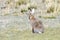 Fauna of Tibet. Tibetan curly hare  Lepus oiostolus on the shore of lake Manasarovar