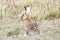 Fauna of Tibet. Tibetan curly hare  Lepus oiostolus on the shore of lake Manasarovar