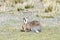 Fauna of Tibet. Tibetan curly hare  Lepus oiostolus on the shore of lake Manasarovar
