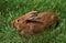 FAUVE DE BOURGOGNE RABBIT, BREED FROM BURGUNDY IN FRANCE