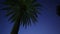 Faux 8mm Film Shot of a Palm Tree on a clear blue dusk evening