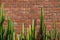 Faux pillar cactus with sharp spike and old red brick wall horizontal image