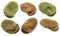 Fava (broad) bean isolated