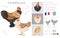 Faverolles Chicken breeds clipart. Poultry and farm animals. Different colors set