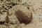 Favia dome-shaped brain-corals on the sea bottom