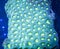 Favites brain coral underwater