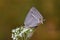 Favonius quercus , The Purple Hairstreak butterfly