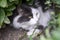 Favorite of the family, gray-white cat with serious and calm look lies on lawn in thickets of grass. The cat is hunter. Close-up