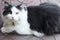 Favorite of the family, gray-white cat with serious and calm look lies on street tile in the courtyard