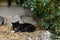 Favorite place- A tomcat in lying position in straw under a rose bush.