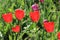 Favorite sun red blooming spring tulips