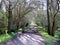 A favourite walking route through woods in Springtime sunshine