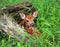 fawn pictures