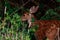 fawn behind tall grass and bushes eating in forest