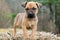 Fawn Boxer mixed breed puppy dog