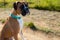 Fawn Boxer sitting on dirt path