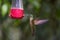 Fawn-breasted Brilliant Hummingbird Feeding