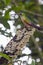 Fawn-breasted Brilliant Hummingbird - Mindo Cloud Forest - Ecuador