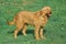 FAWN BRITTANY GRIFFON OR GRIFFON FAUVE DE BRETAGNE DOG, ADULT STANDING ON GRASS