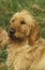 FAWN BRITTANY GRIFFON OR GRIFFON FAUVE DE BRETAGNE DOG, PORTRAIT OF ADULT