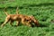 Fawn Brittany Griffon or Griffon Fauve de Bretagne, Dog smelling Grass