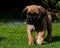 Fawn Cane corso puppy, 8 weeks