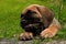 Fawn Cane corso puppy, 8 weeks