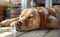 Fawn Carnivore breed Dog is laying on hardwood flooring