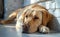 Fawn carnivore dog breed lying bored on wood flooring by wall