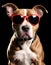 Fawn Carnivore Dog breed with red Sunglasses and Glasses on a black background