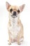 Fawn Chihuahua dog