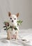 Fawn Chihuahua with a wreath of fresh flowers around her neck is ready for the party or wedding