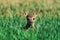 Fawn closeup. Little white-tailed fawn standing in a meadow .