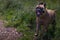 Fawn colored bullmastiff running and jumping through green grass at a off leash dog park