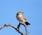 Fawn-coloured Lark