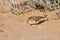 Fawn coloured lark hunting for an insect in sand