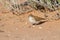 Fawn coloured lark hunting for an inset in red Kalahari sand