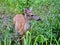 Fawn deer in the brush