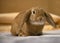 Fawn dwarf ram rabbit at home
