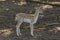 The fawn - fallow deer Dama dama in natural conservation area